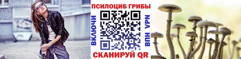 где купить наркоту  Оса  Псилоцибиновые грибы Psilocybe 